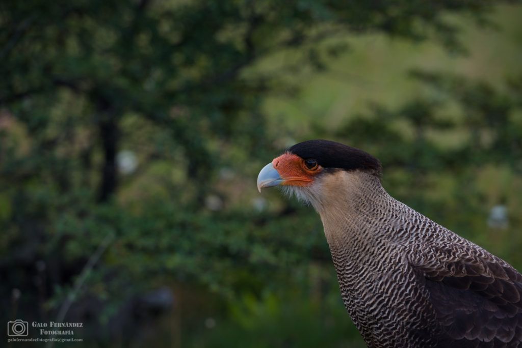 Carancho Patagónico, Ushuaia - TF
