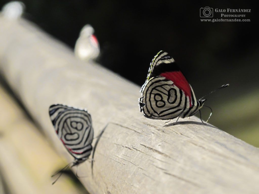Mariposas, Puerto Iguazú - MS