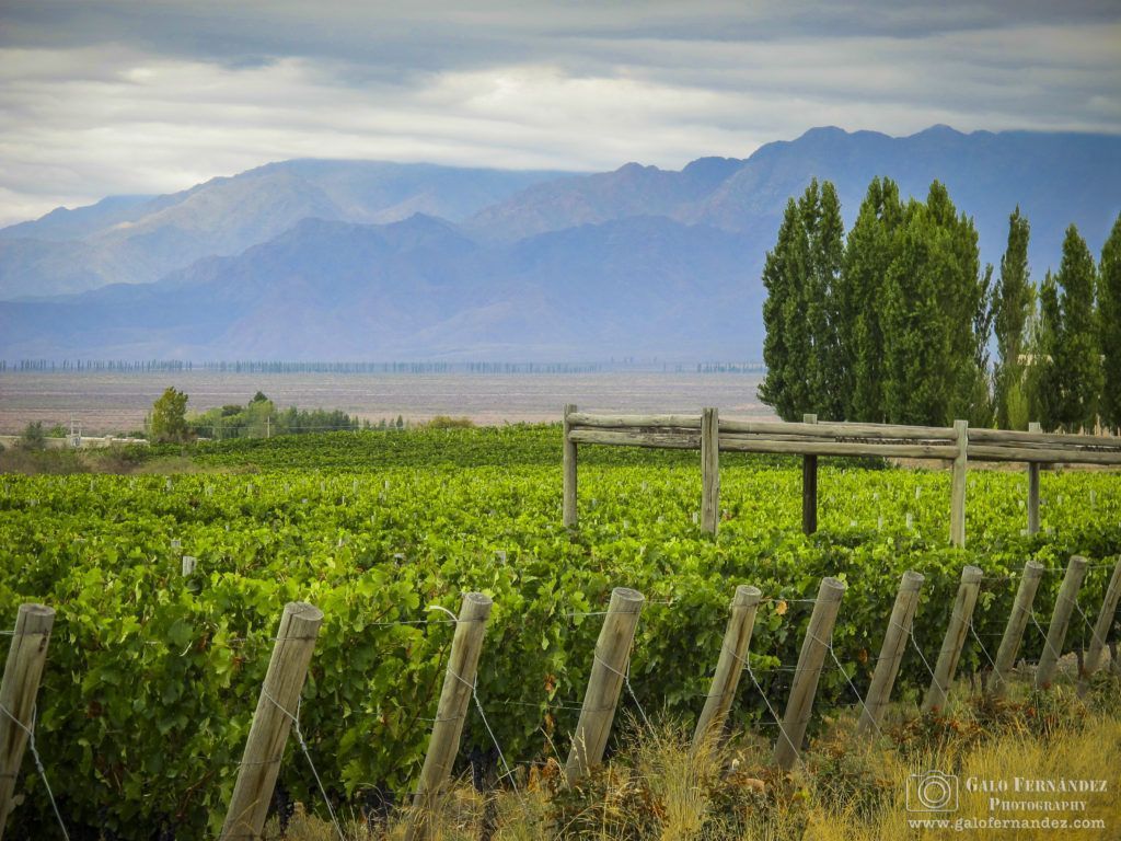 Viñedos de Salentein, Valle de Uco - Mendoza (MZ)