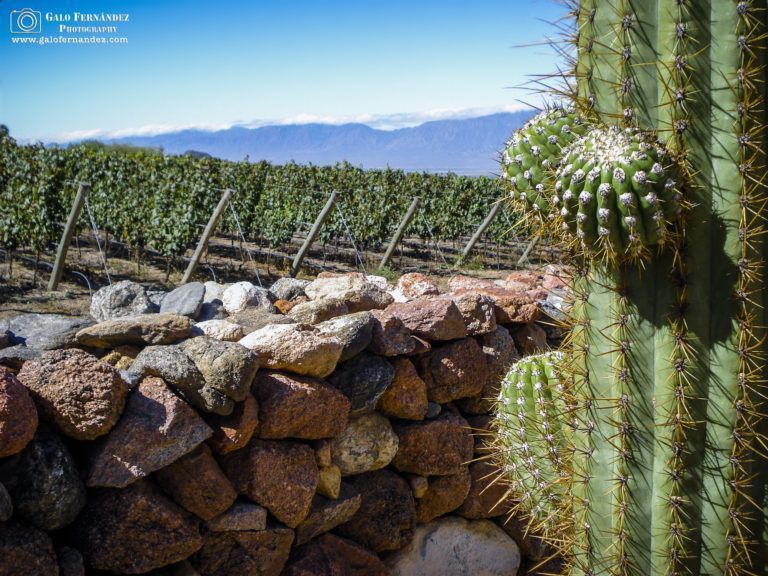 Bodega Yacochuya, Cafayate - ST
