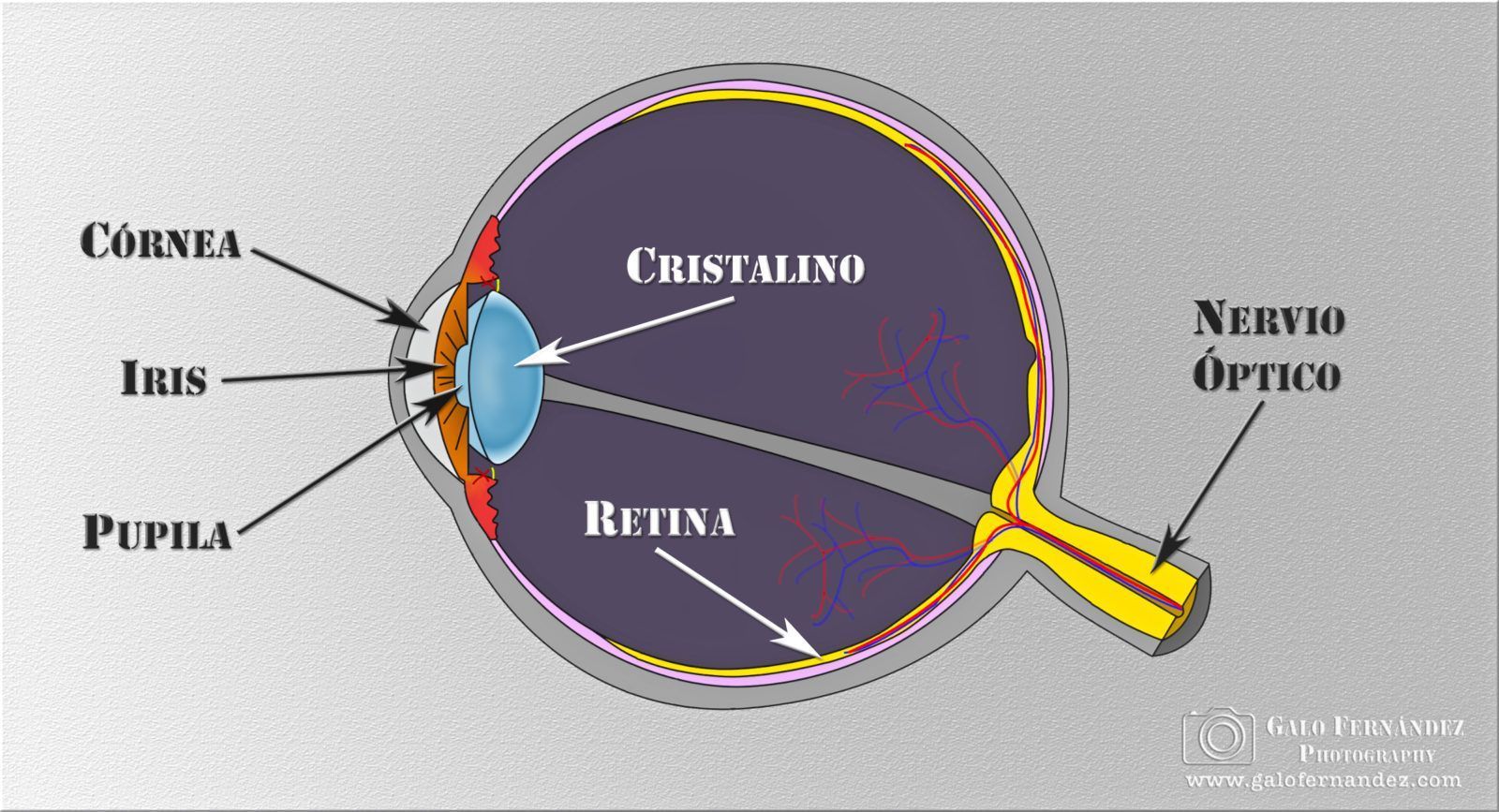 La Luz y su Percepción por el Ojo Humano