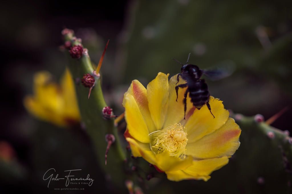 Cactus Amarillo (Opuntia Monacantha), Colonia del Sacramento - UY
