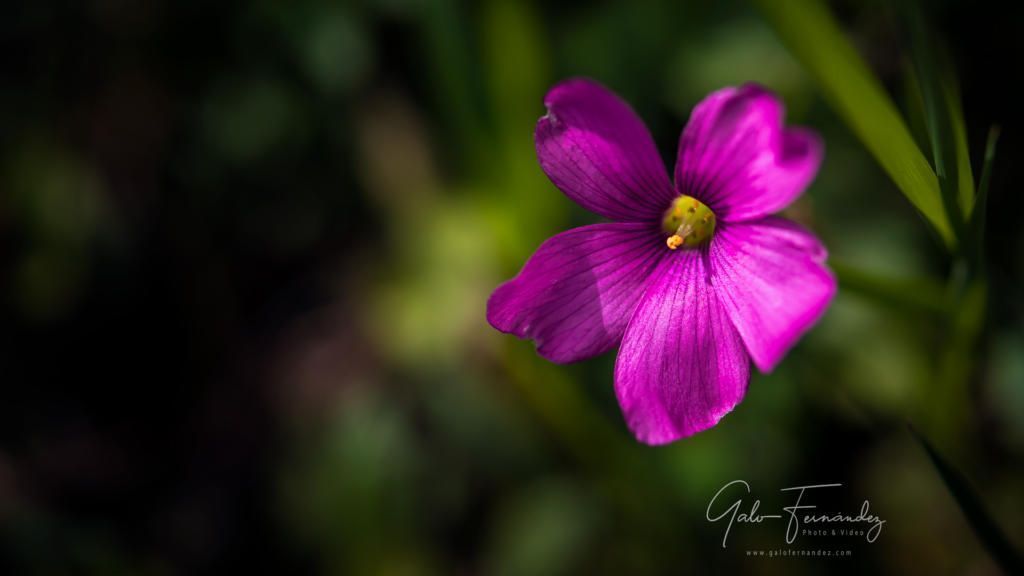 Vinagrillo (Oxalis Articulata), Colonia del Sacramento - UY