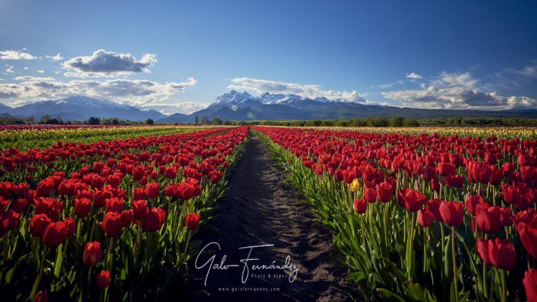 Campo de Tulipanes en la localidad de Trevelin - CH