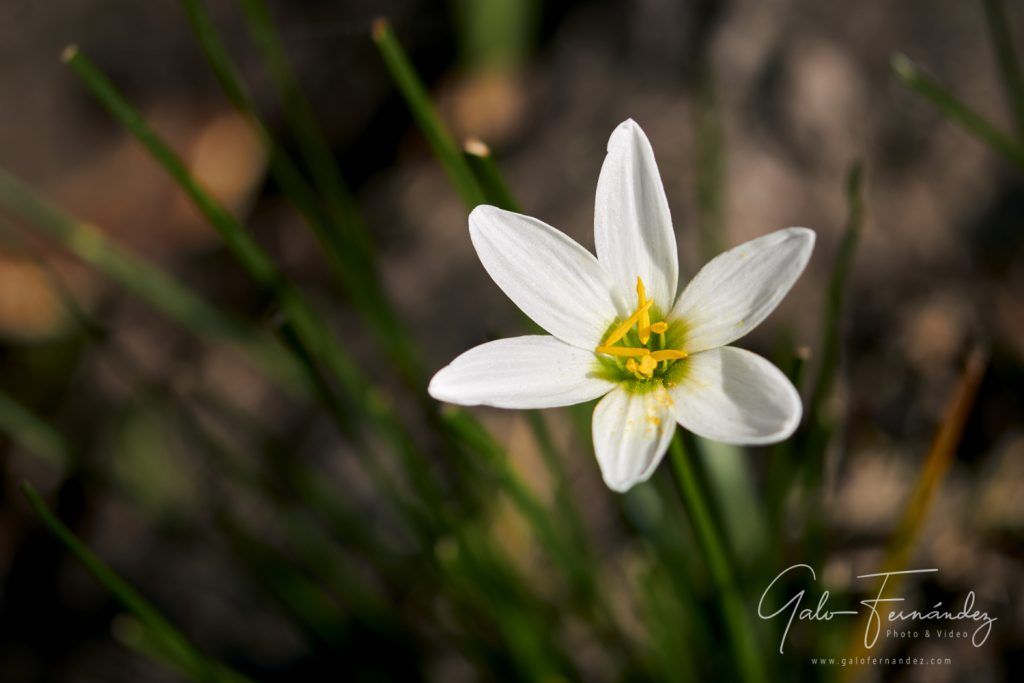 Azucenita de río (white windflower) - Zephyranthes candida - PBA