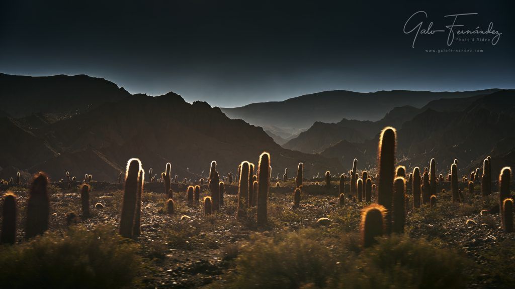 Bosque de cactus en el Parque Nacional los Cardones, Payogasta - ST