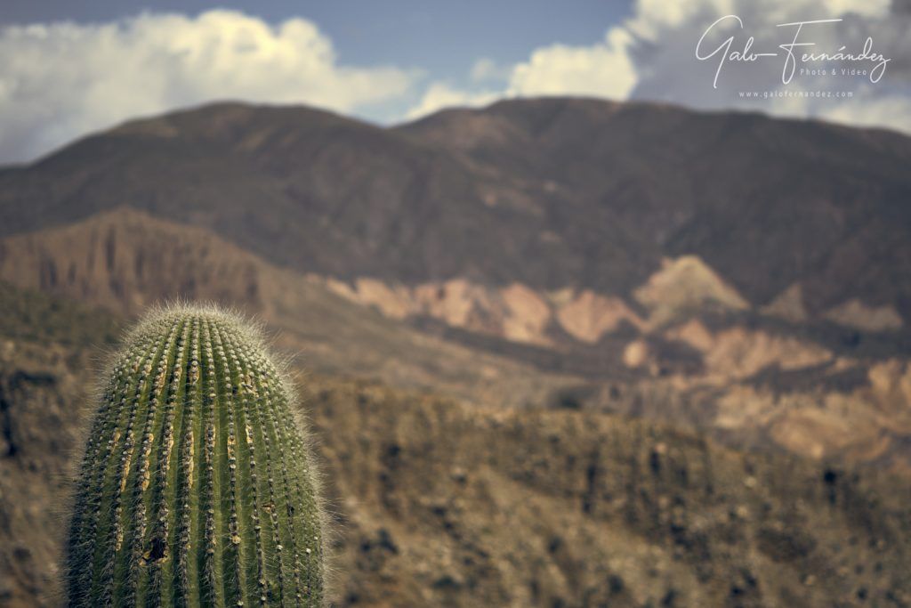 Cactus, Tilcara - JJ