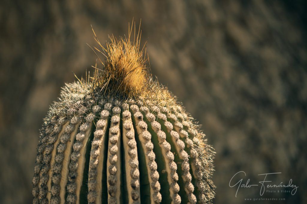 Cactus, Tilcara - JJ