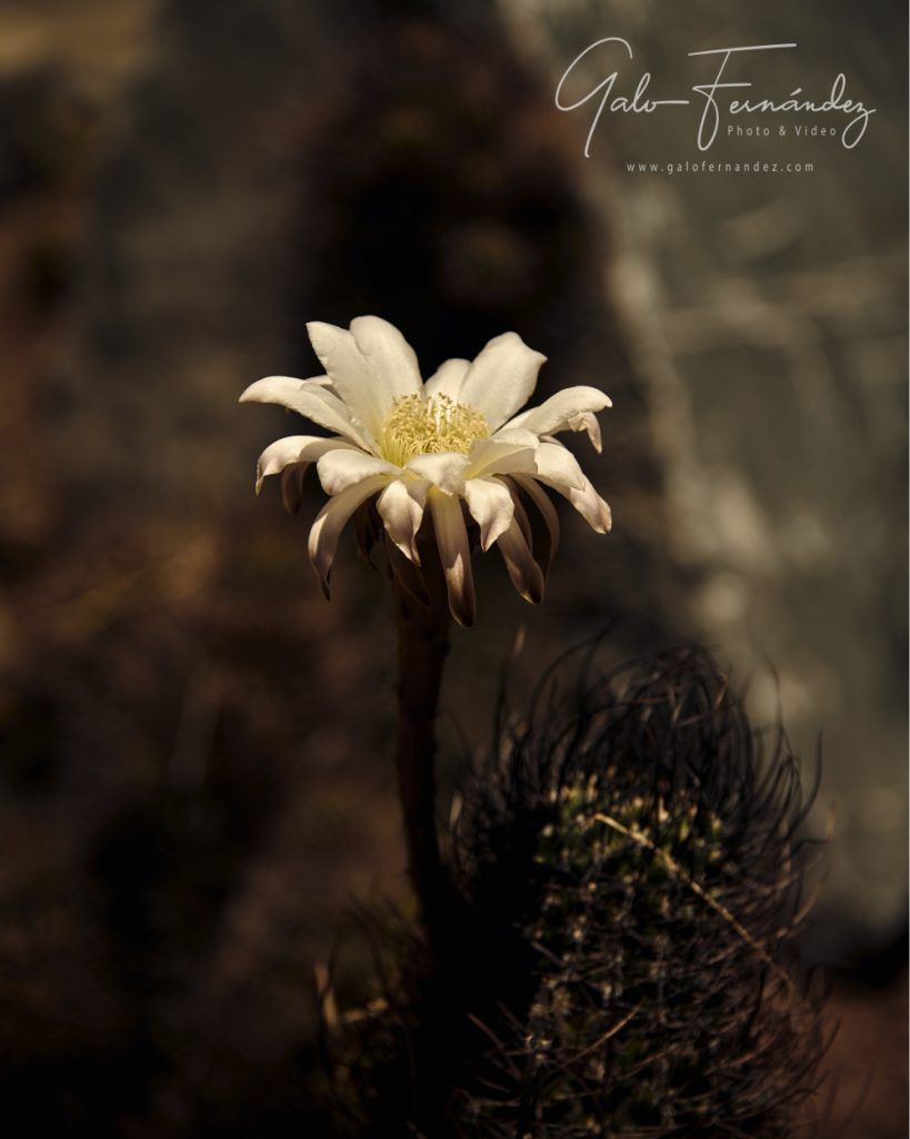 Flor de cactus blanca, San Juan - SJ