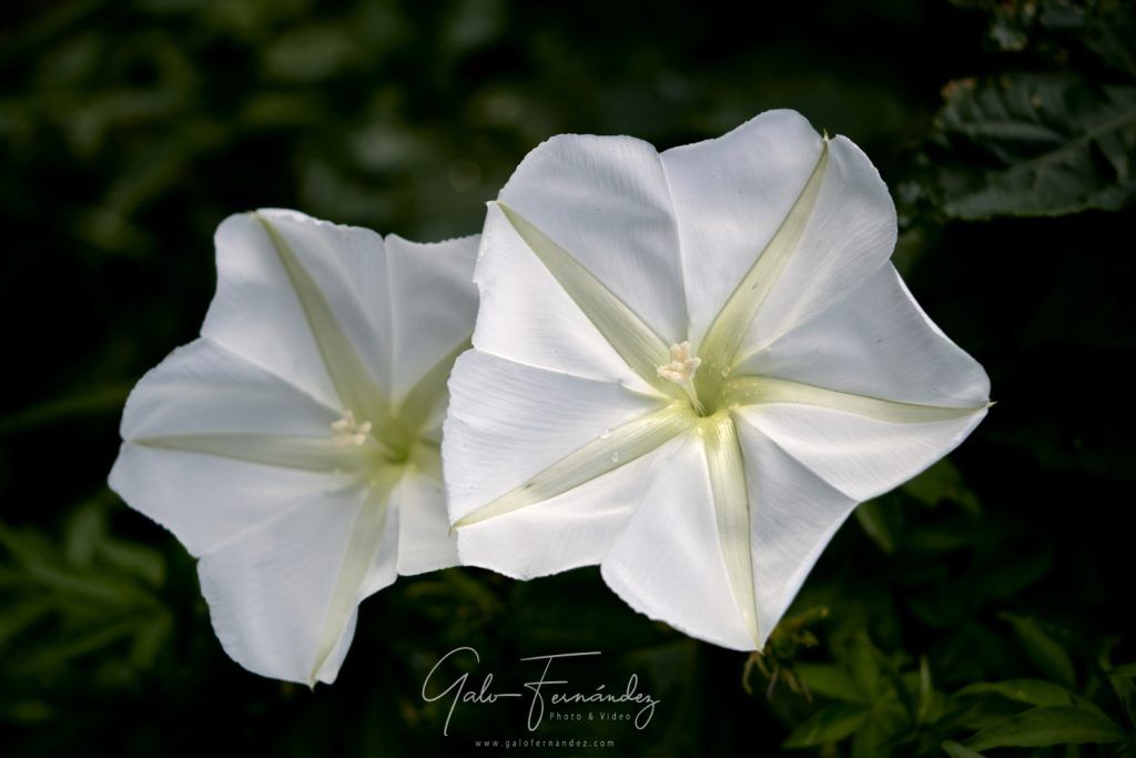 Gloria de la mañana (morning glory) - Ipomoea macrantha - PBA