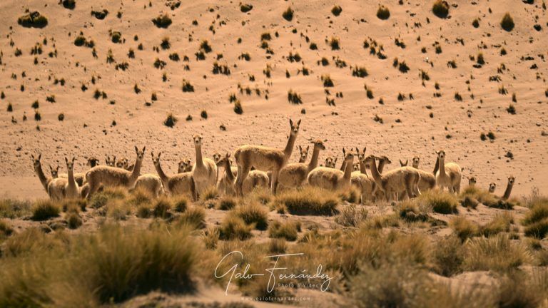 Manada de guanacos en la Puna Salteña - ST