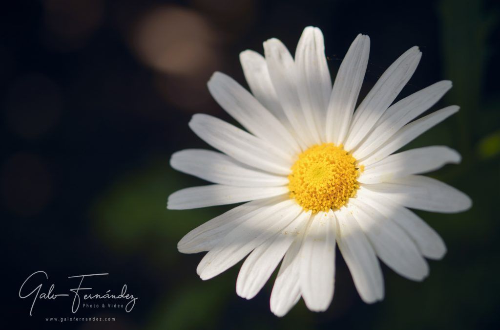 Margarita blanca (leucanthemum vulgare) - PBA